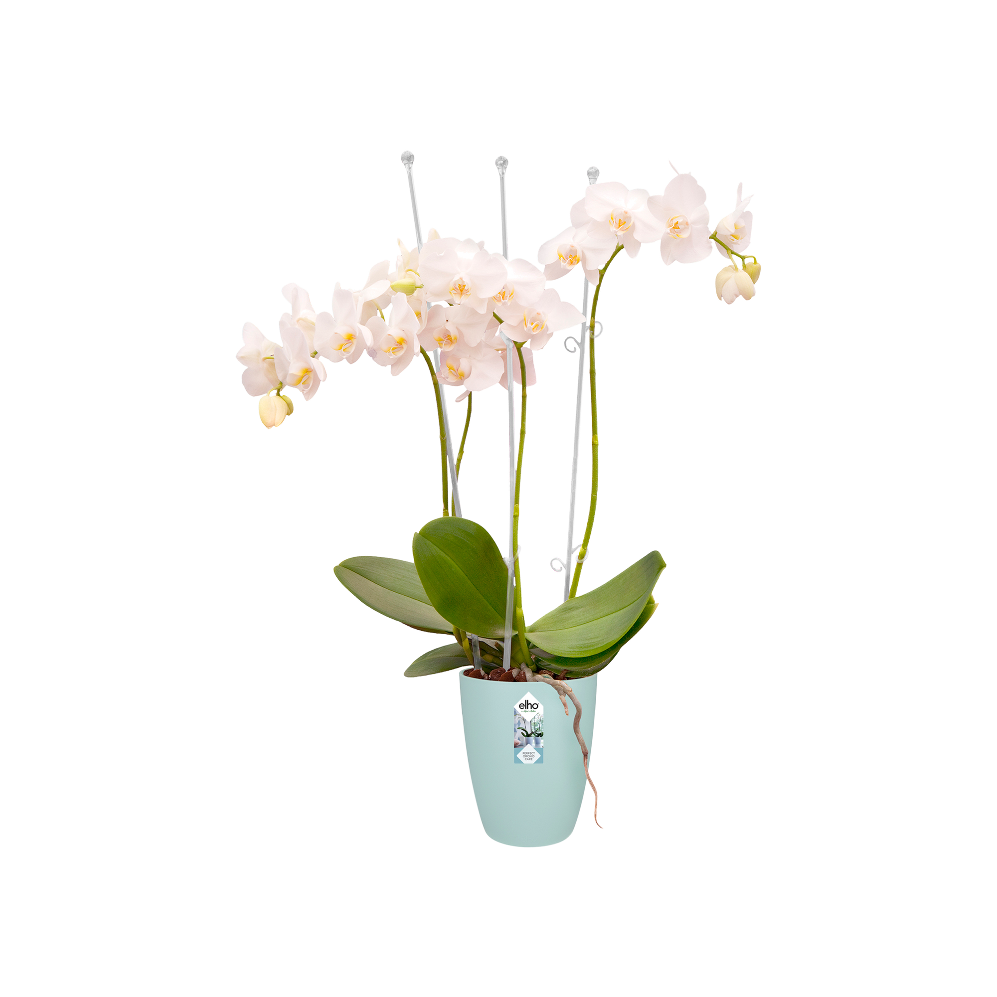 brussels orchidee hoog 12,5cm transparant - elho® - Give room to